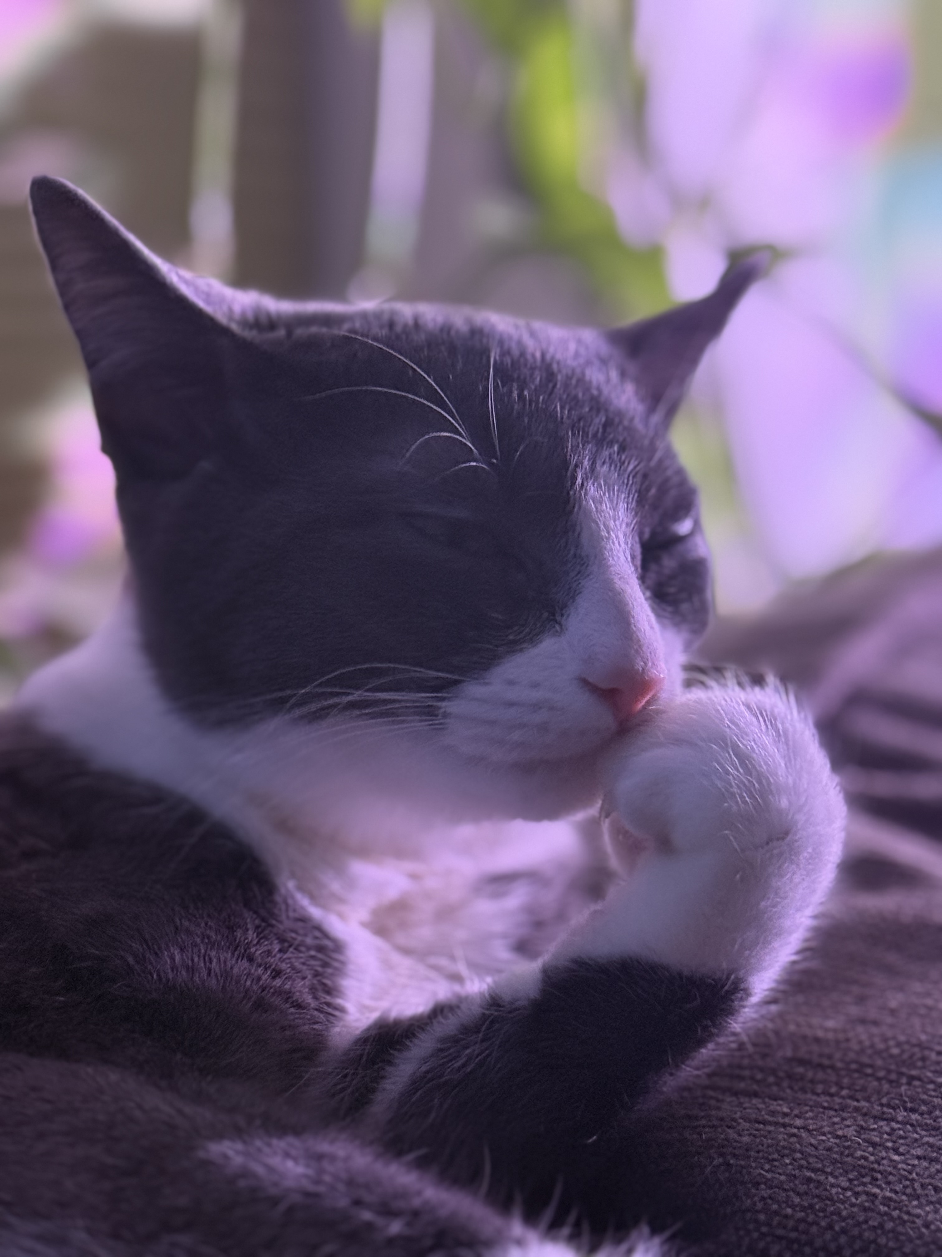 The Duchess in a contemplative moment