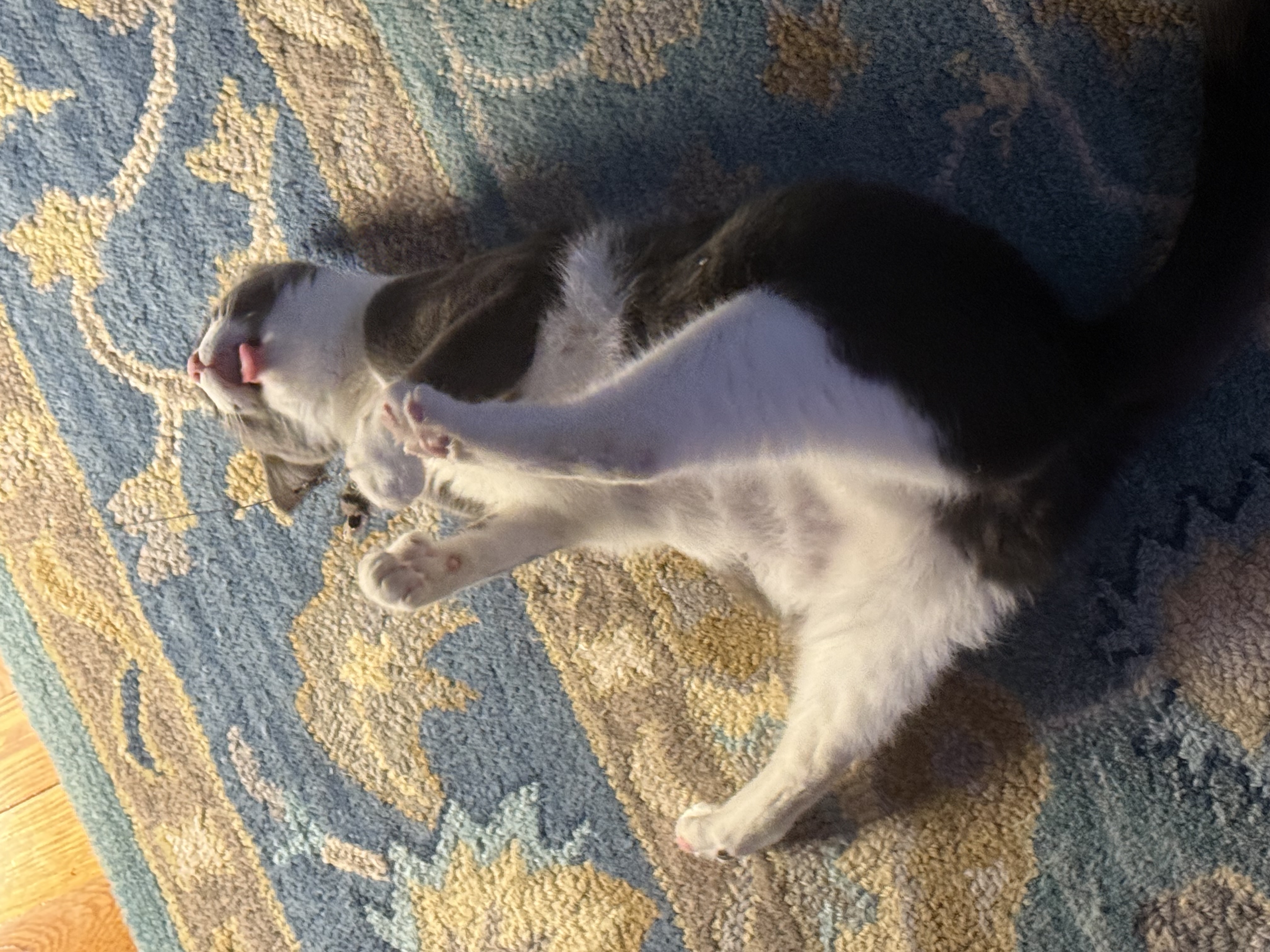 The Duchess - Beloved Companion